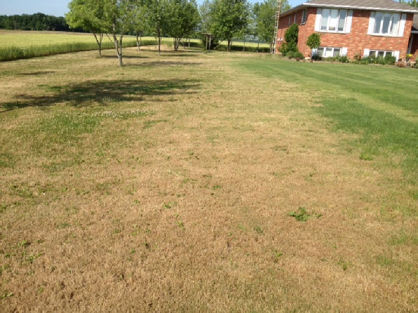 download army worm control download army worm control