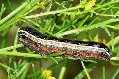 Army Worms