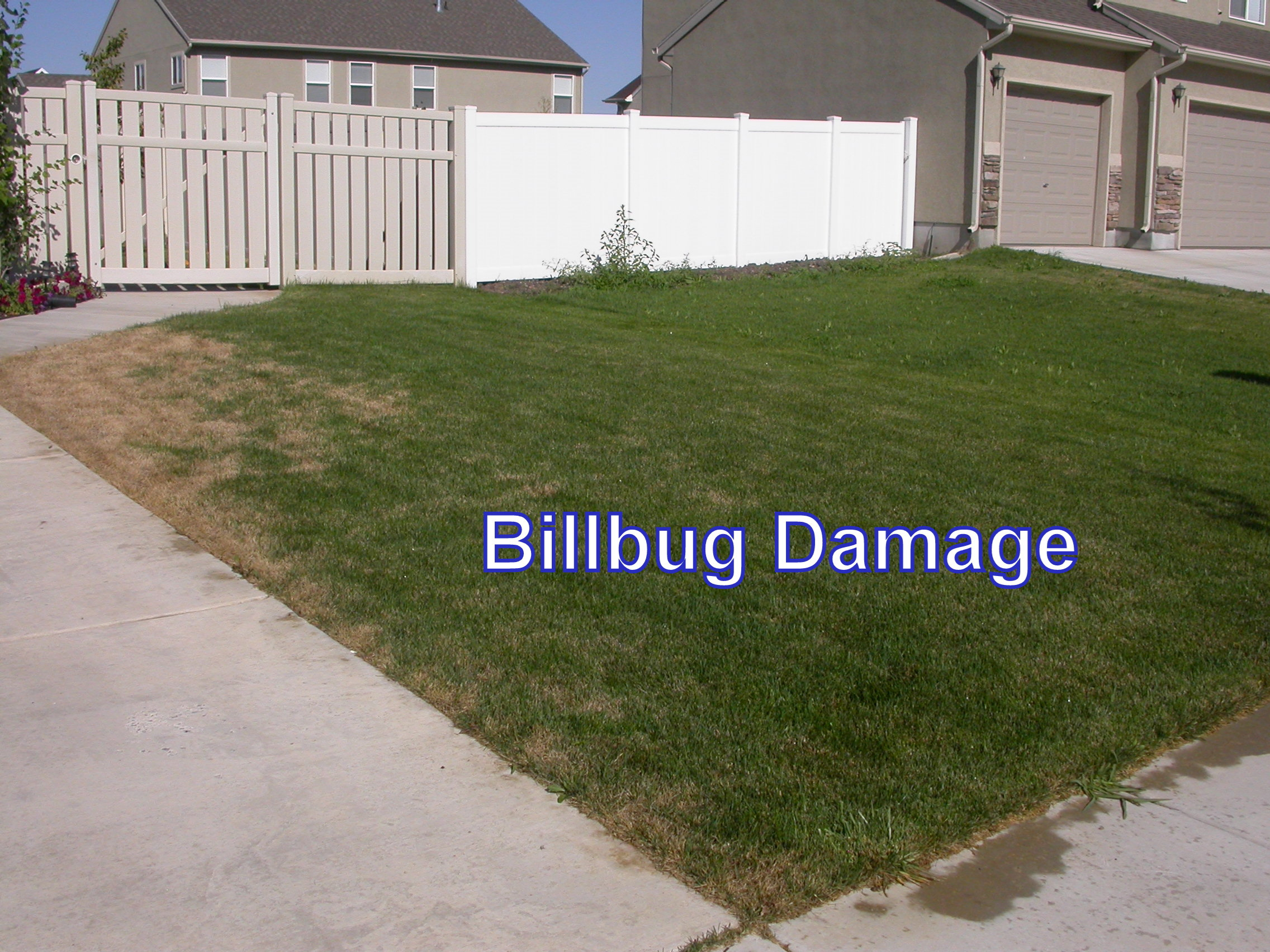 Billbug damage