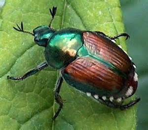 Japanese Beetles